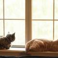 Cat-Proof Window Mesh Singapore: The Only Option That Actually Works