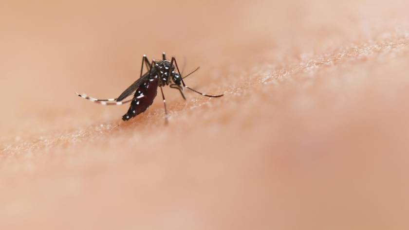 Dinomesh: Dengue cases in Singapore just hit its highest weekly total in 2026.: How to Protect Your Family at Home
